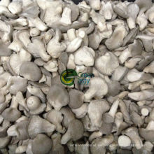 IQF Baby Oyster Mushroom en Alta Calidad